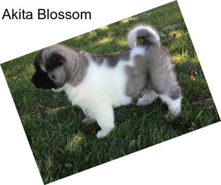 Akita Blossom