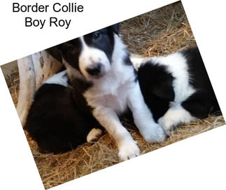 Border Collie Boy Roy