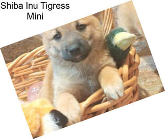 Shiba Inu Tigress Mini