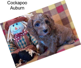 Cockapoo Auburn