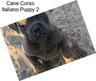 Cane Corso Italiano Puppy 2