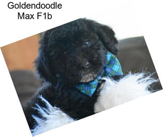 Goldendoodle Max F1b