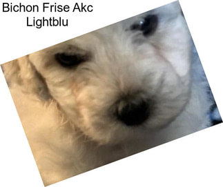 Bichon Frise Akc Lightblu