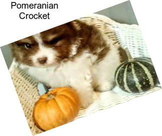 Pomeranian Crocket