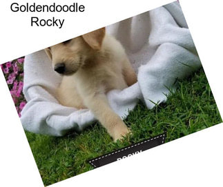 Goldendoodle Rocky