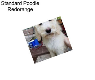 Standard Poodle Redorange