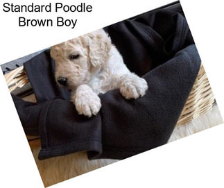 Standard Poodle Brown Boy