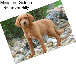 Miniature Golden Retriever Billy