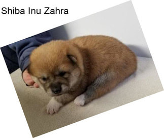 Shiba Inu Zahra