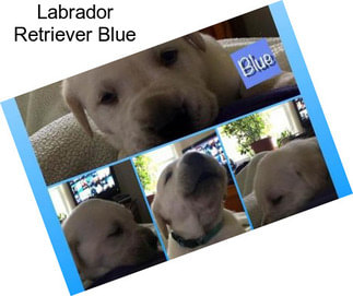 Labrador Retriever Blue
