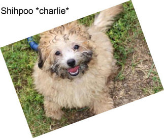 Shihpoo *charlie*