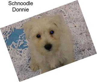 Schnoodle Donnie