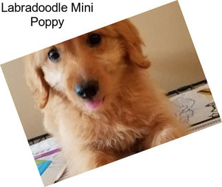 Labradoodle Mini Poppy