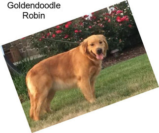 Goldendoodle Robin