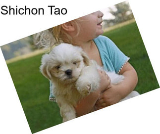 Shichon Tao