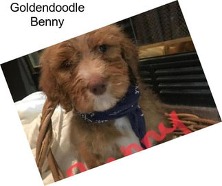 Goldendoodle Benny