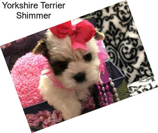 Yorkshire Terrier Shimmer