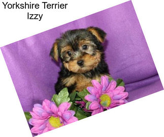 Yorkshire Terrier Izzy