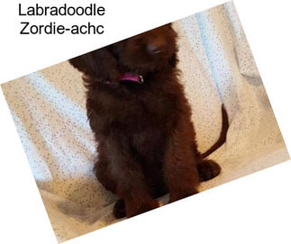 Labradoodle Zordie-achc