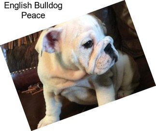 English Bulldog Peace