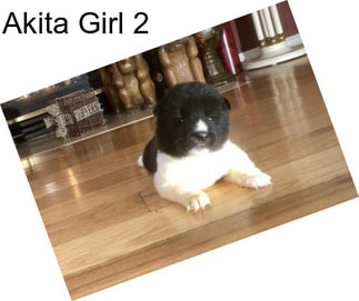 Akita Girl 2