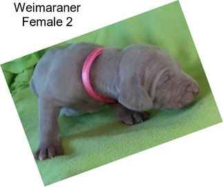 Weimaraner Female 2