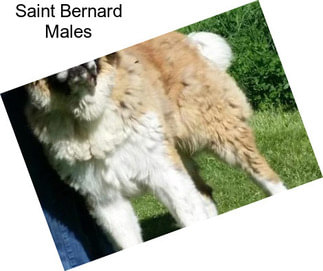 Saint Bernard Males