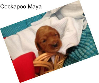 Cockapoo Maya