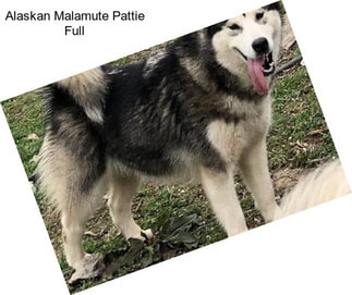 Alaskan Malamute Pattie Full