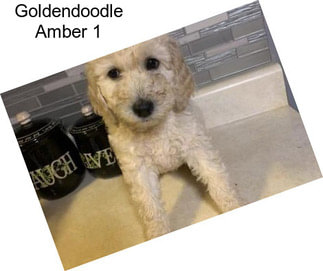 Goldendoodle Amber 1