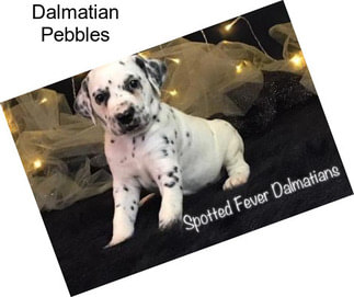 Dalmatian Pebbles