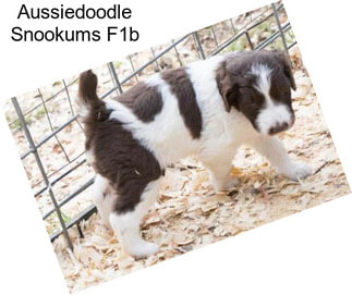 Aussiedoodle Snookums F1b