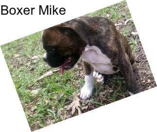 Boxer Mike