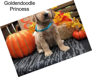 Goldendoodle Princess