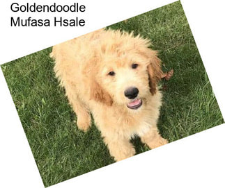 Goldendoodle Mufasa Hsale