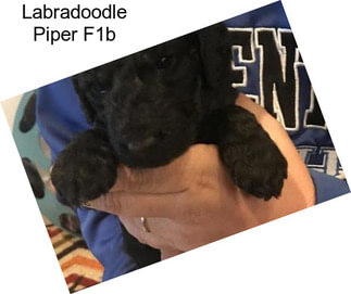 Labradoodle Piper F1b