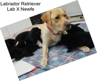 Labrador Retriever Lab X Newfe