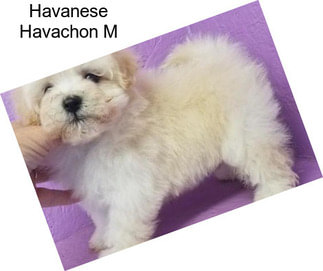 Havanese Havachon M