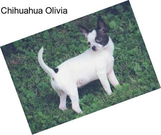 Chihuahua Olivia