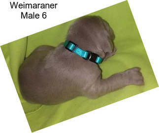 Weimaraner Male 6