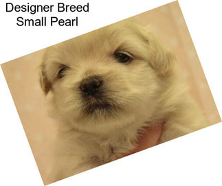 Designer Breed Small Pearl