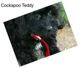 Cockapoo Teddy