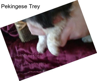 Pekingese Trey