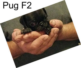 Pug F2