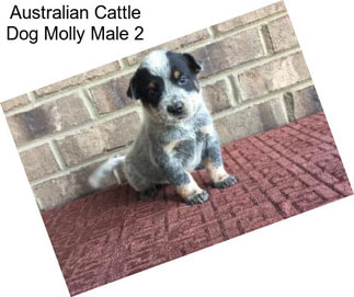 Australian Cattle Dog Molly Male 2