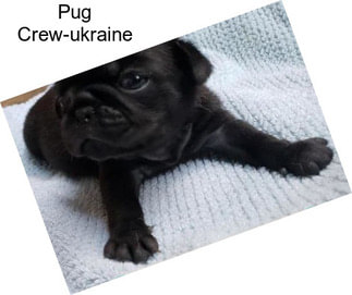 Pug Crew-ukraine