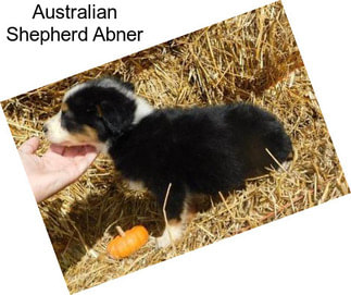 Australian Shepherd Abner