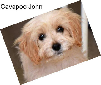 Cavapoo John