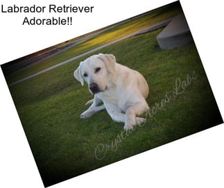 Labrador Retriever Adorable!!