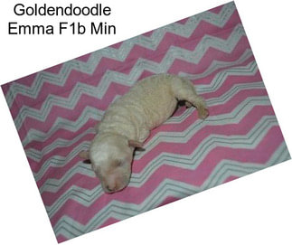 Goldendoodle Emma F1b Min